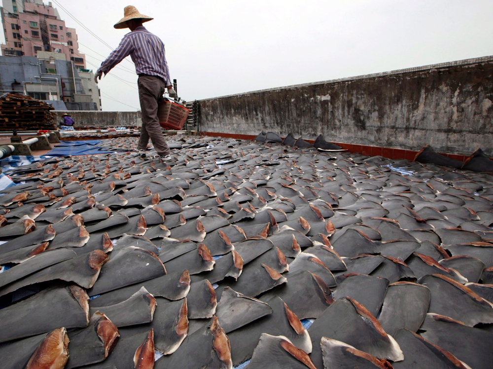 Financial Post Please, say no to shark fins.