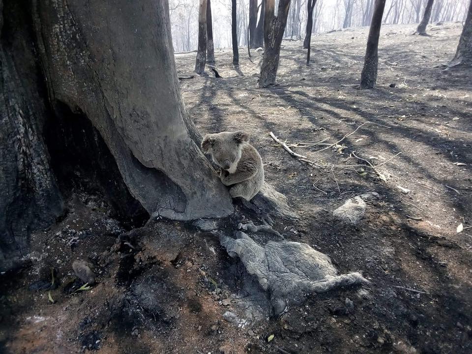 Another koala rescued during the Gold Coast Hinterland bushfire.