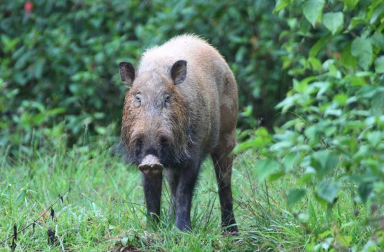 A bearded pig.