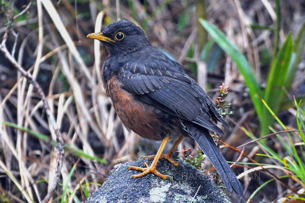 The mountain blackbird.