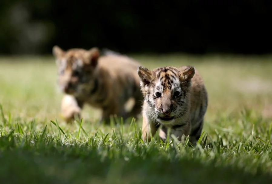 Just look how adorable they are.