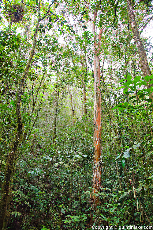 Lowland dipterocarp.