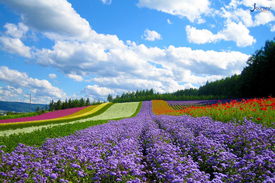 Wake up and smell the flowers.