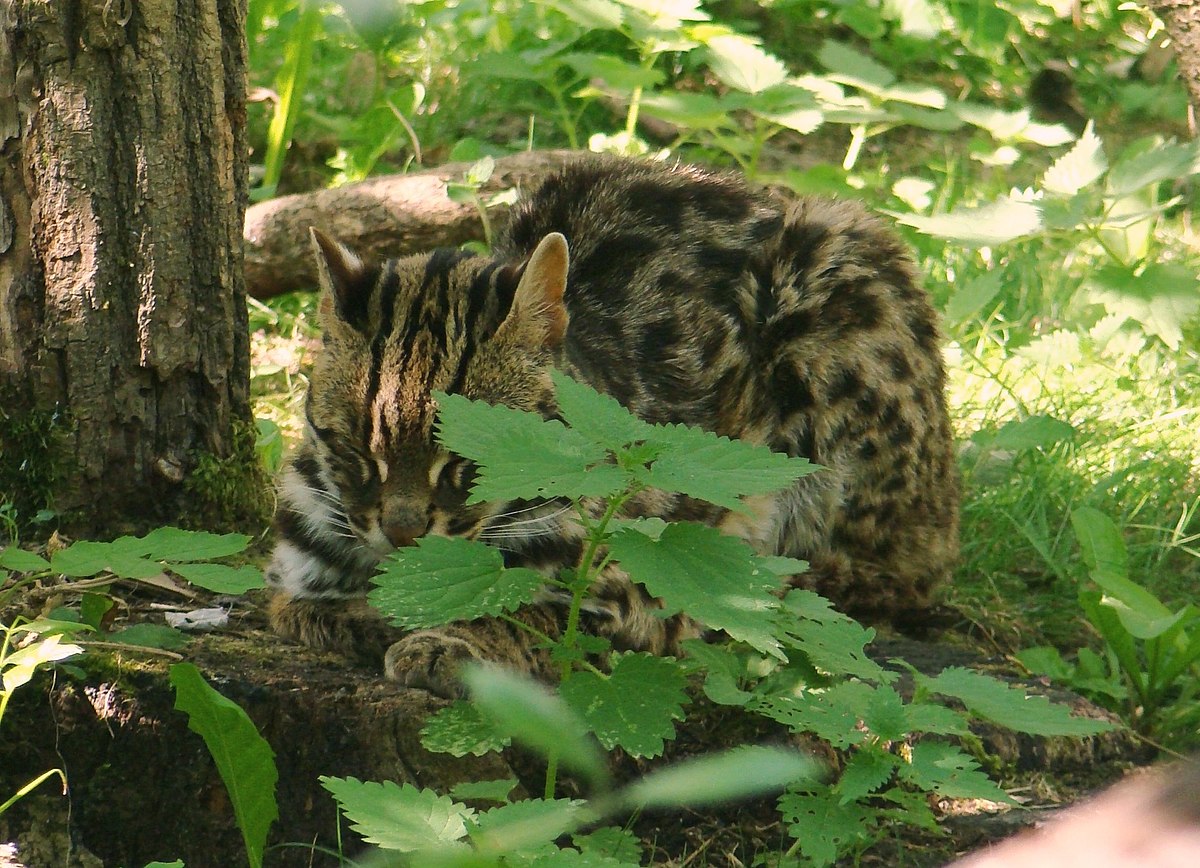 A leopard cat.