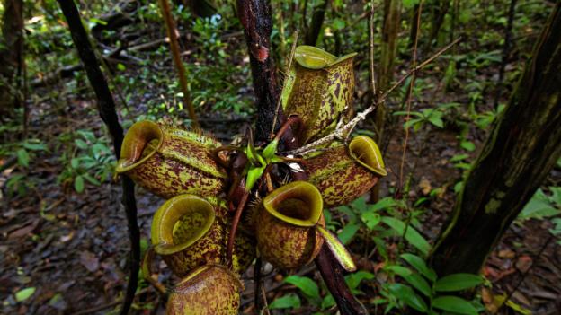 The infamous carnivorous plant.
