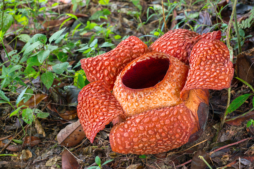 Have you tried smelling a Rafflesia?