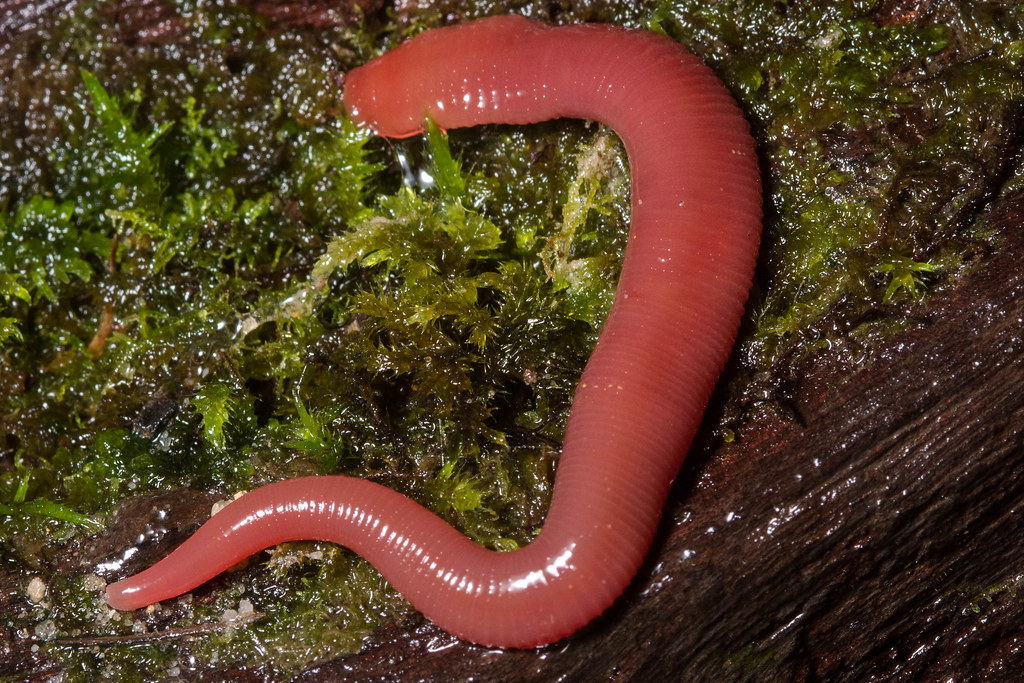 This giant red leech gives us the creepers.