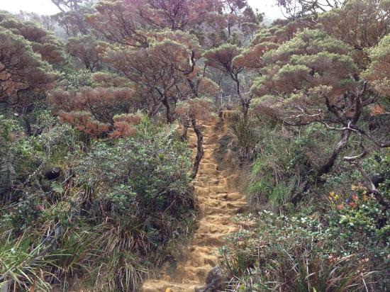 A trail guarded by sayat-sayat trees on the side.