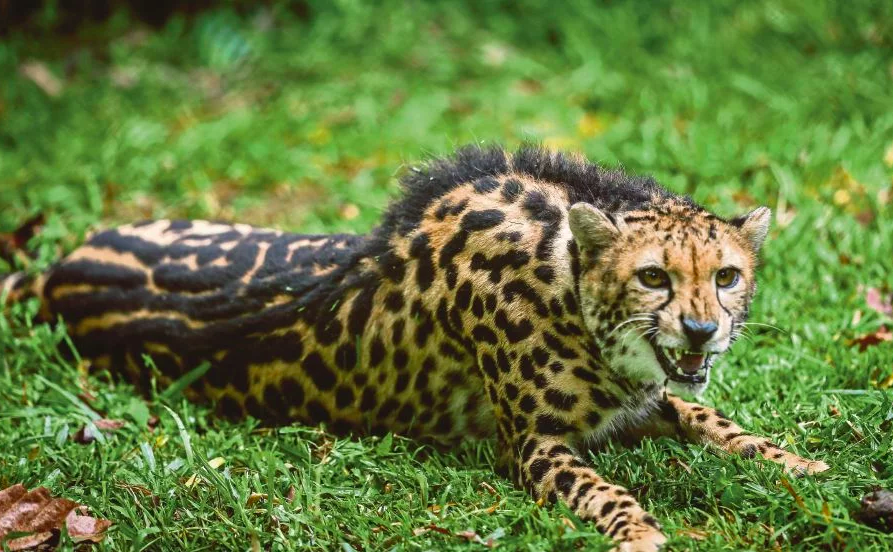Meet Bolt, one of the world's rarest cheetahs.