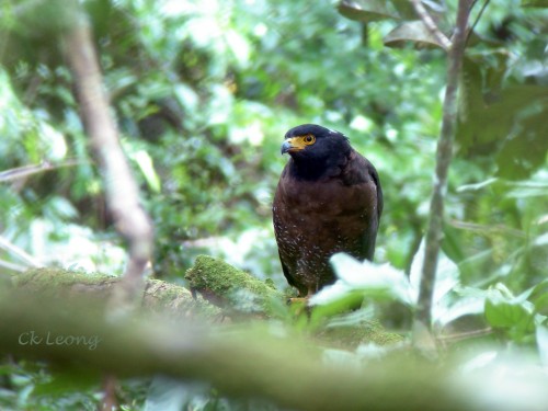 A mountain serpent-eagle.