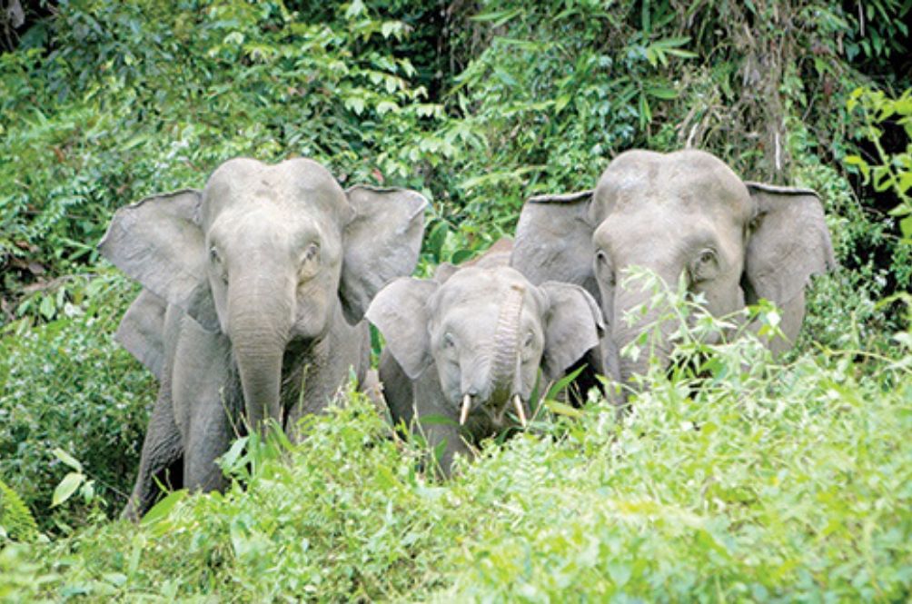 elephant.jpg