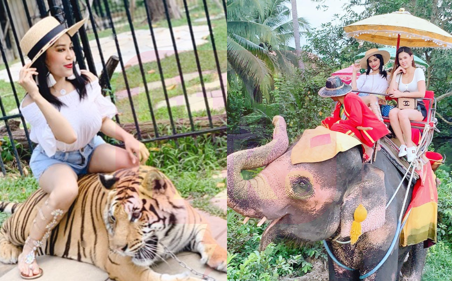 fara-animal-header.jpg