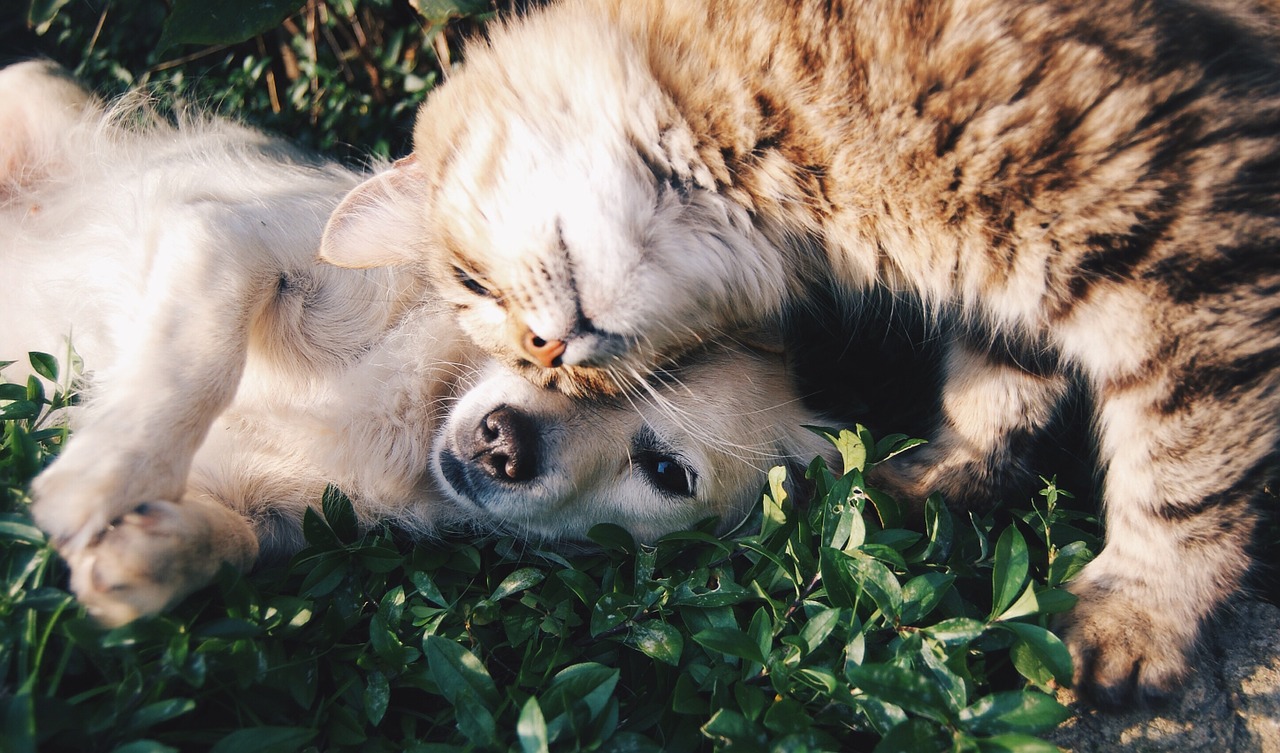 Not the pets too!