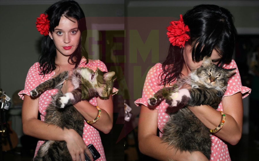 katy-kitty-header.jpg
