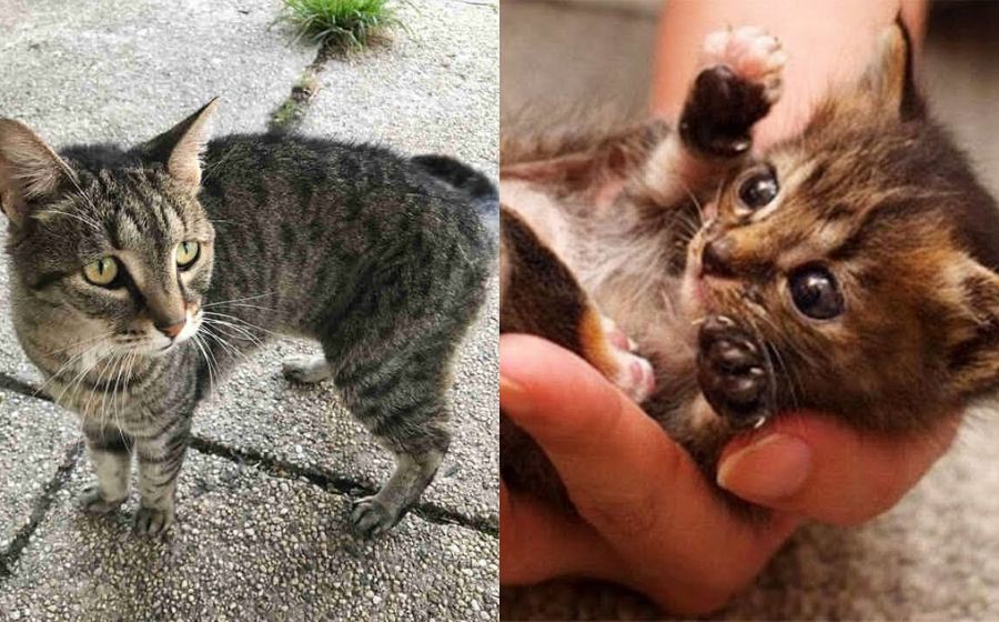 kcing.jpg