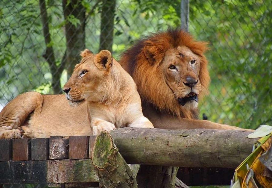 lions.jpg
