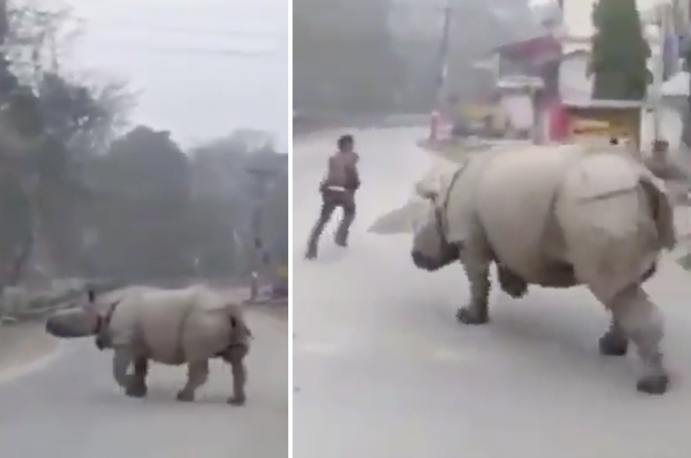 rhino-copy.jpg