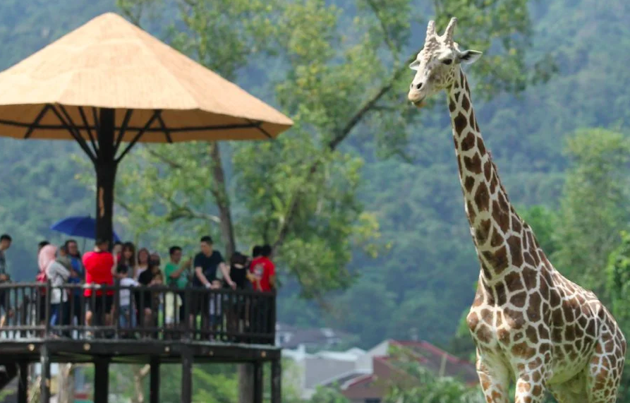 The animals are safe.