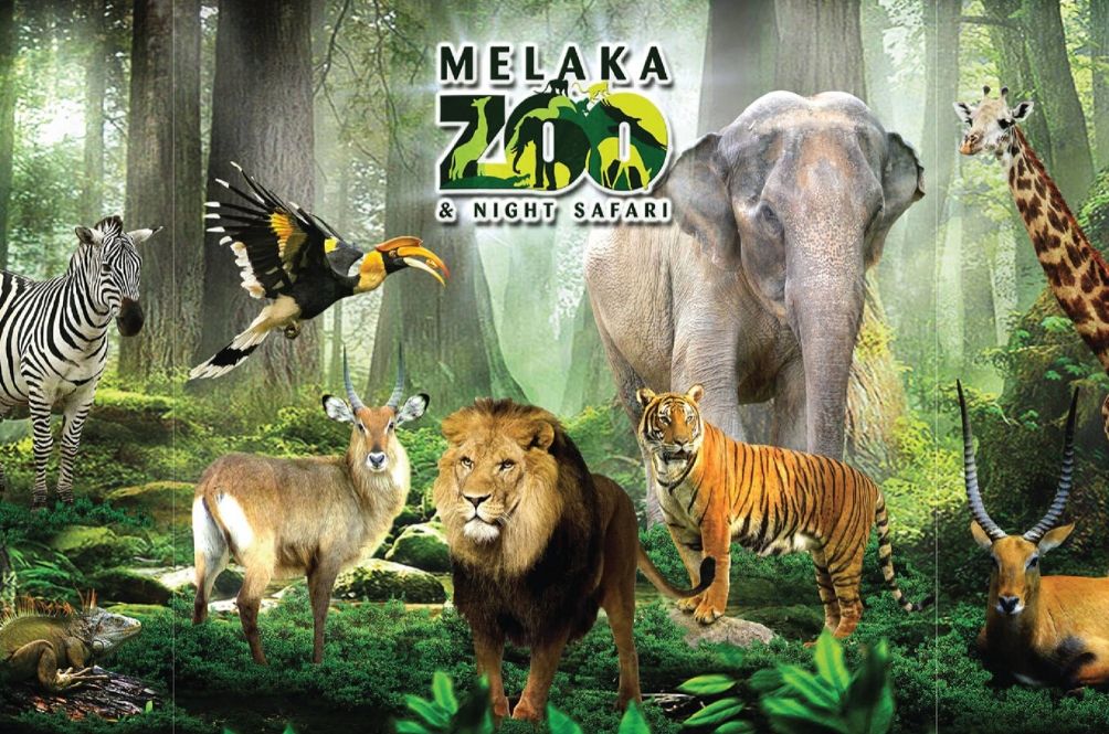 zoomelaka.jpg
