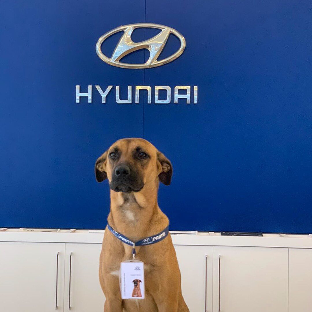 Instagram/hyundaibr Give this employee a treat!