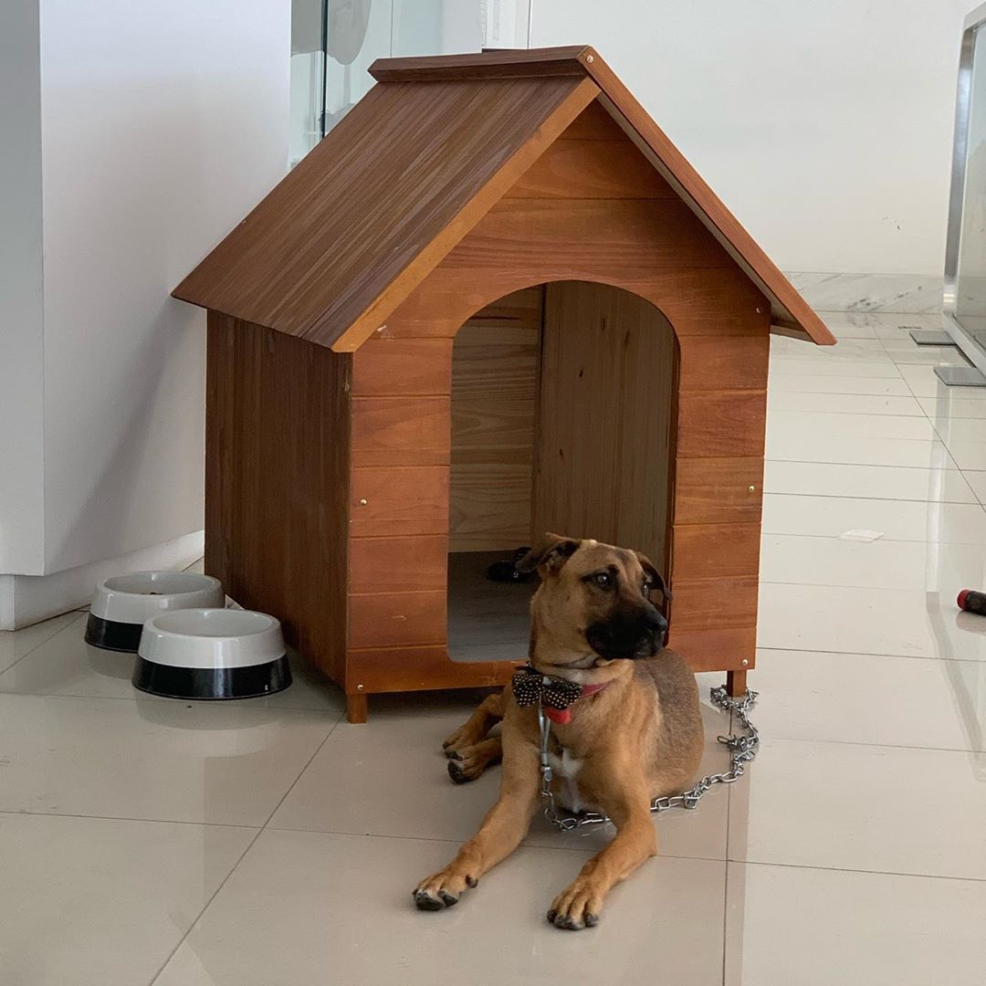Instagram/tucson_prime Doggo and his new kennel.