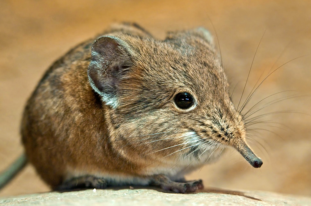 gold-elephant-shrew.jpg