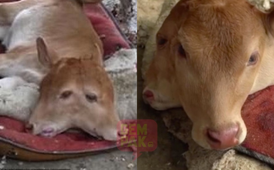 lembu1.jpg