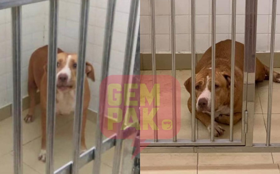 pitbull-anjing.jpg