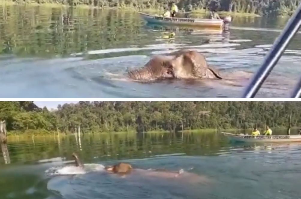 swimming.jpg