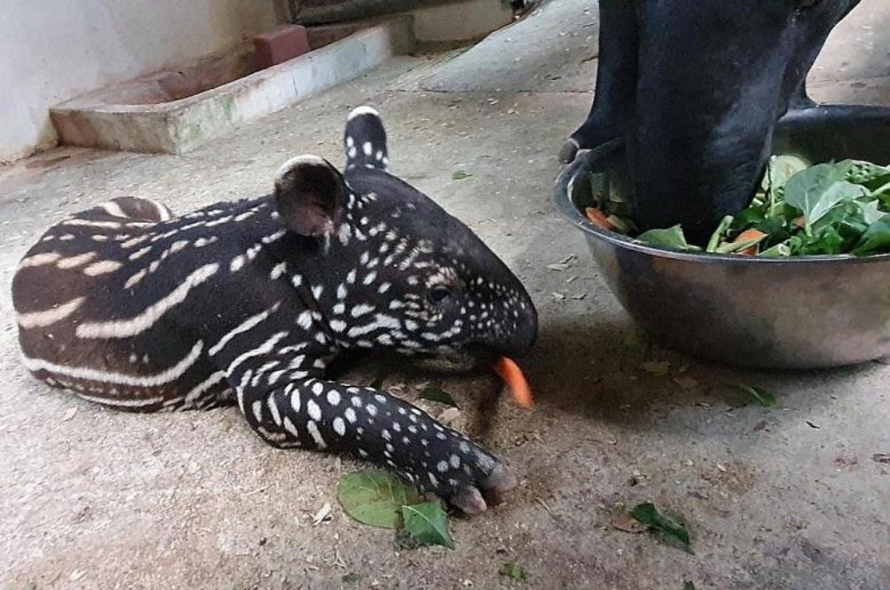 tapir.jpg