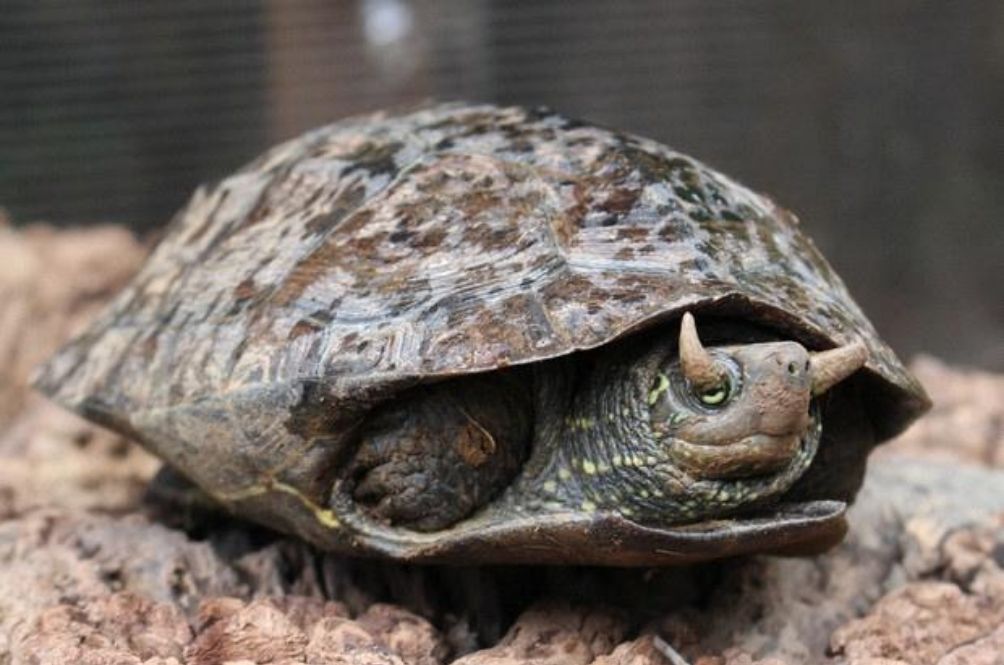 turtle.jpg