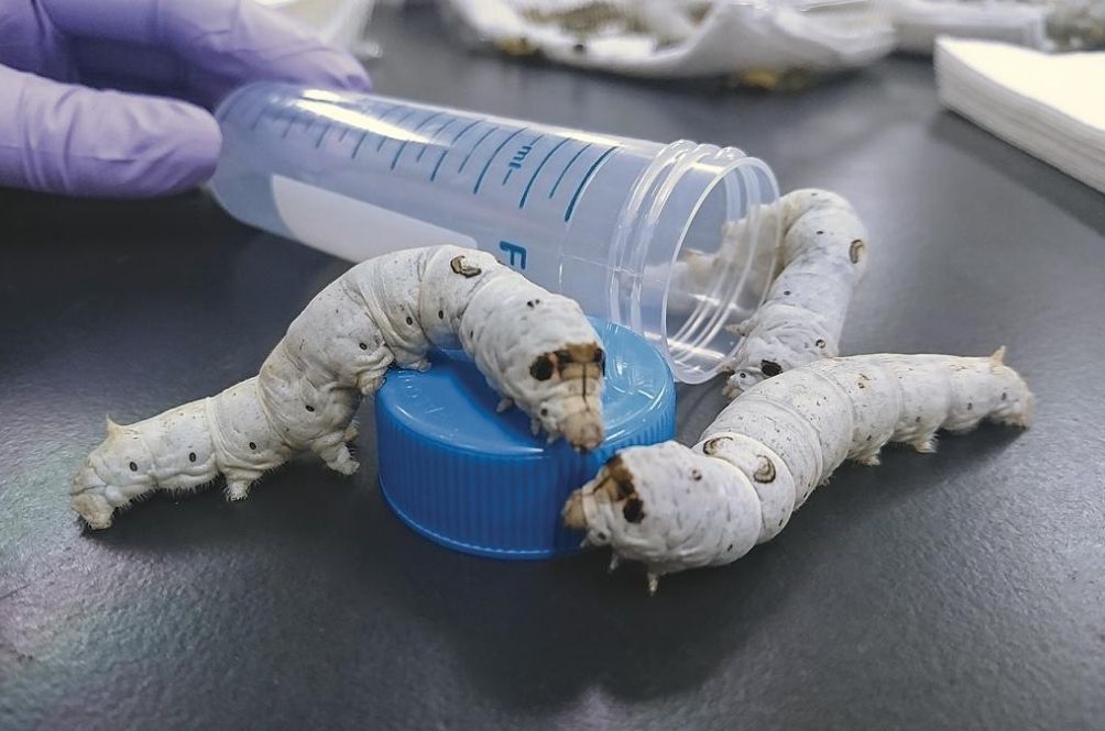 worms.jpg