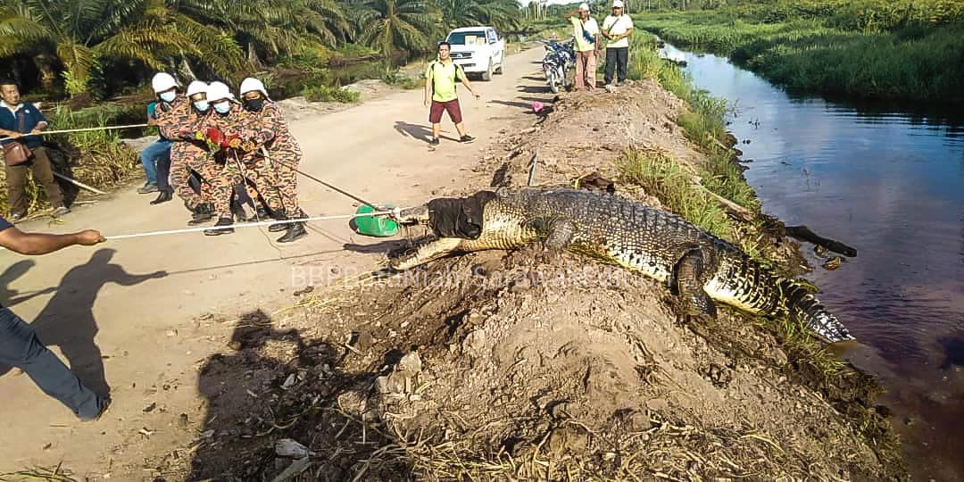 Oh my, what a big croc you are!