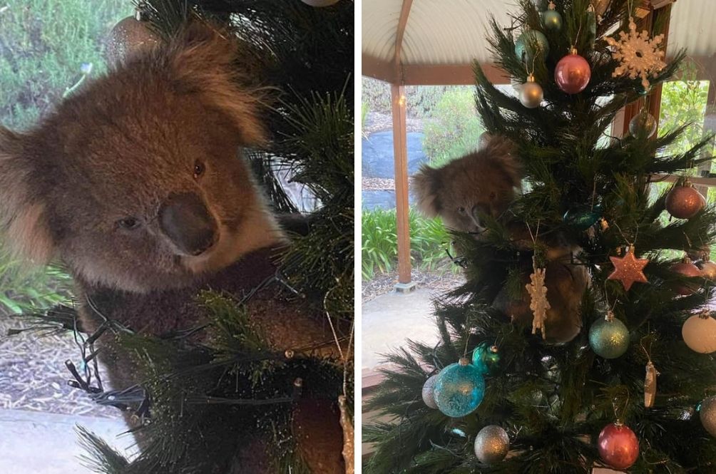 Santa Claws? Australian Family Comes Back Home To Find Koala On ...