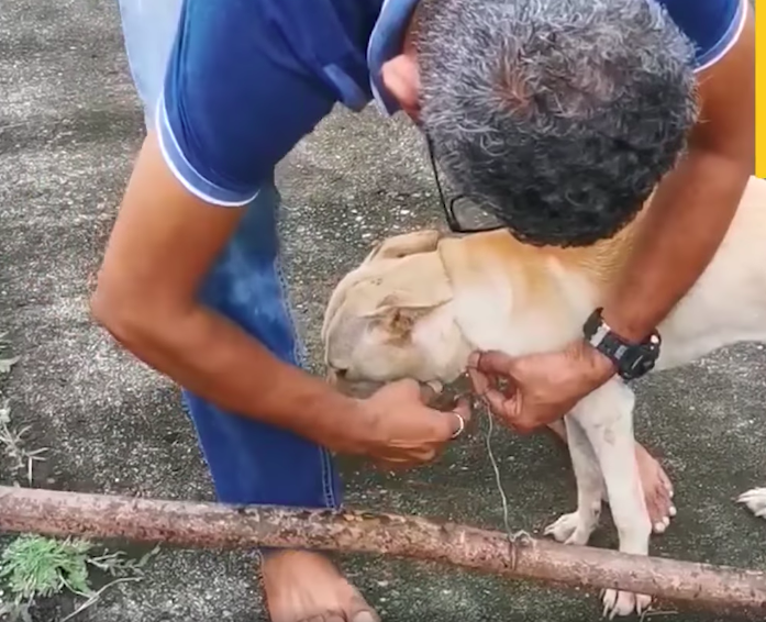 The man trying to free the doggo.