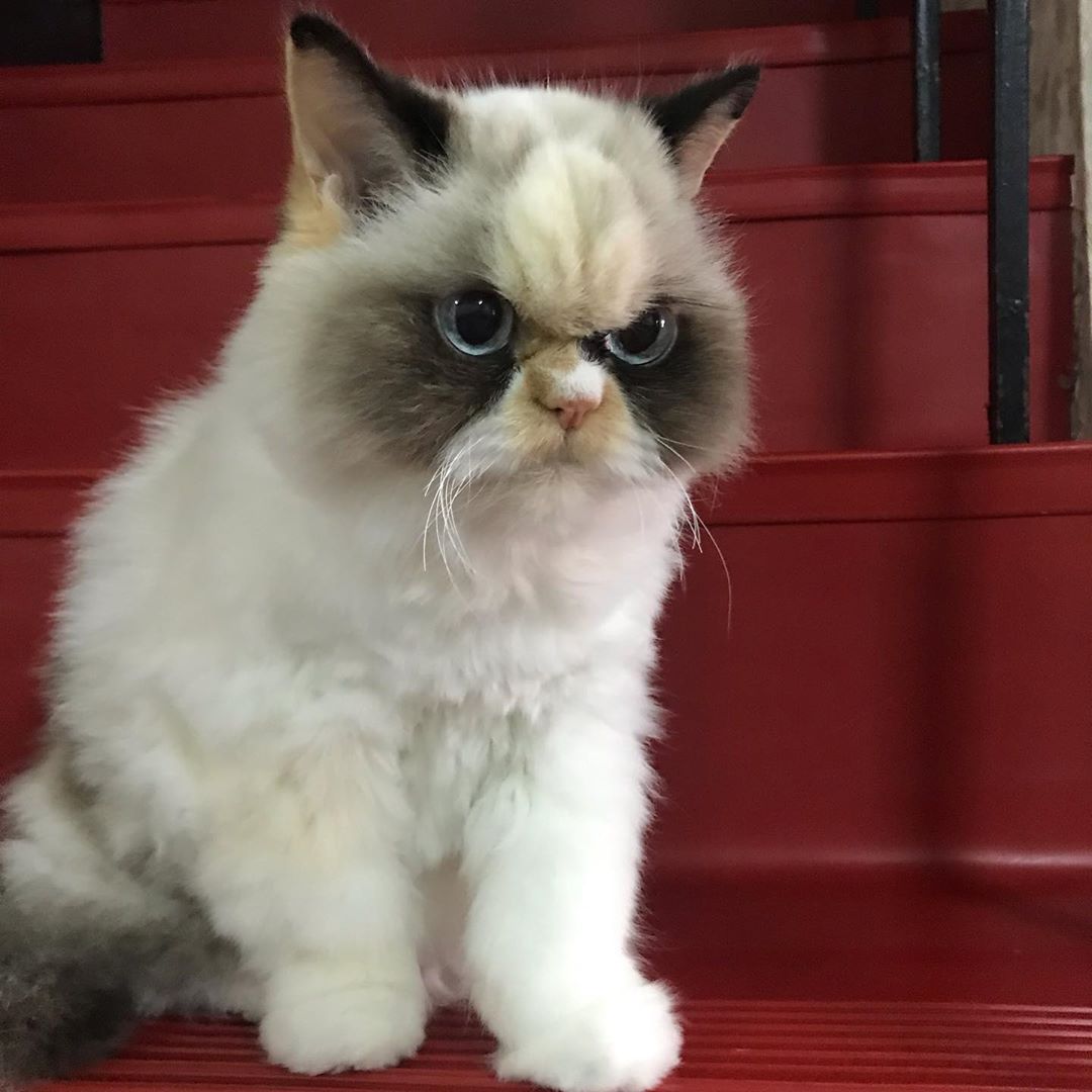 Instagram/MeowMeow Why so grumpy, cat?