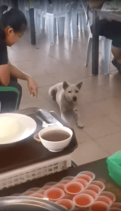 Waiting patiently to be served.