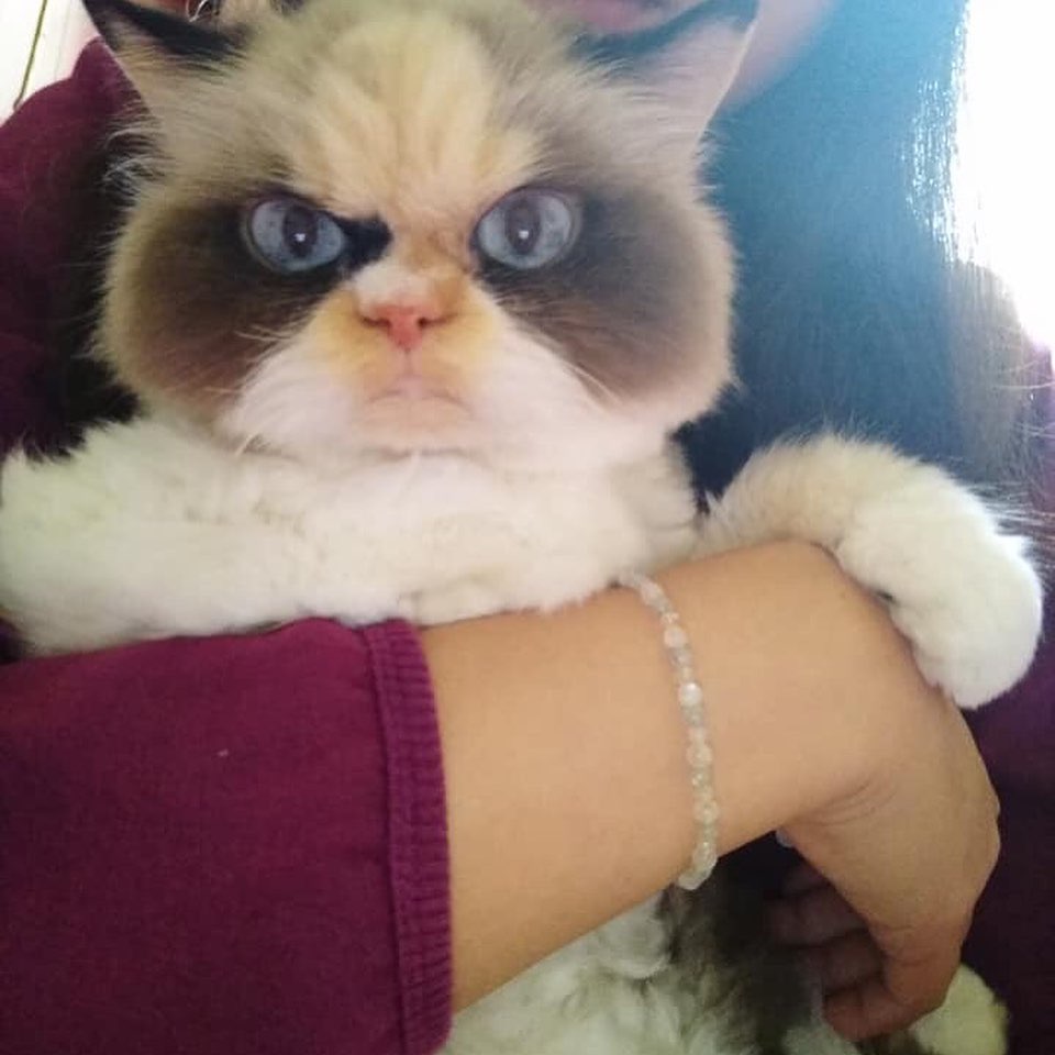 Instagram/MeowMeow Little Meow Meow was adopted.