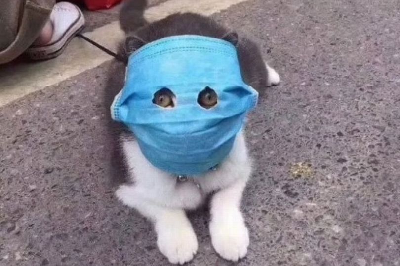 'Hi, it's me, masked cat'.