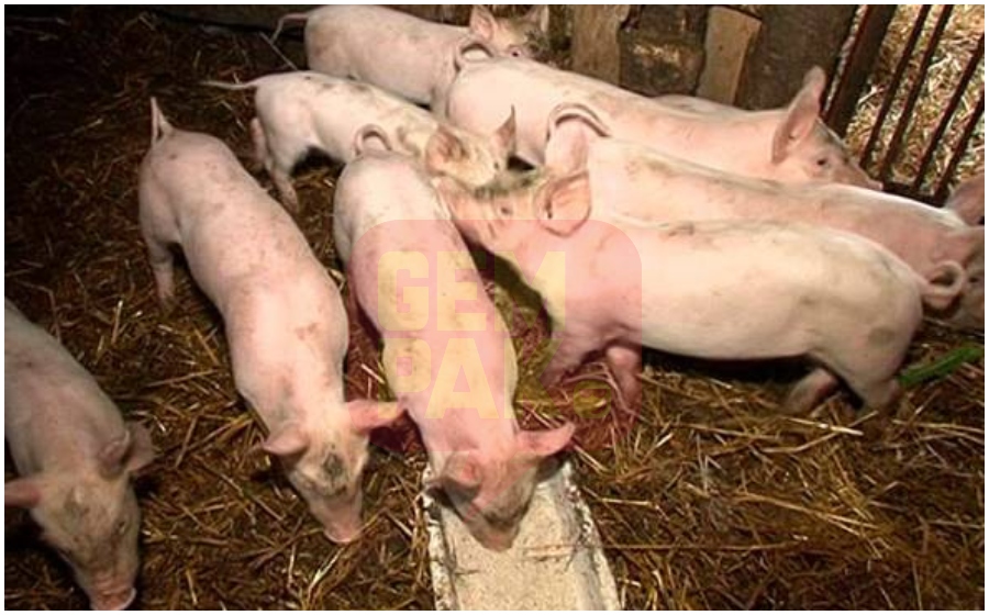 babi-mati.jpg