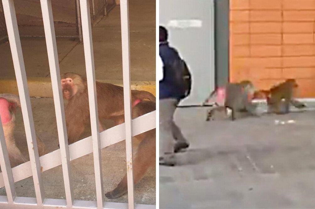 baboons-escape-(1).jpg