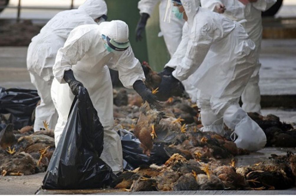 bird-flu-vietnam.jpg