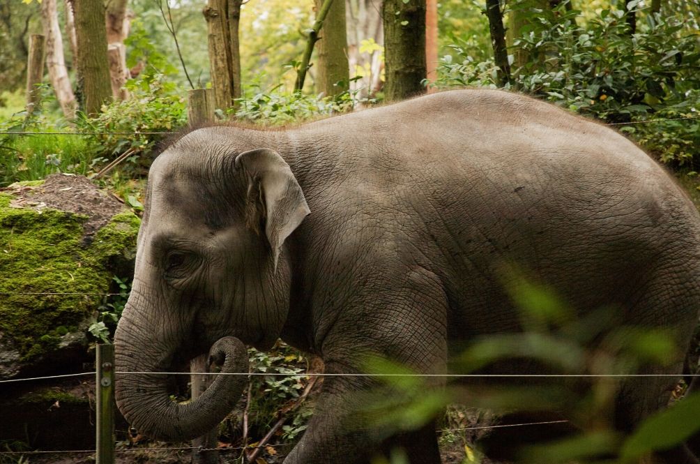 human-elephant-conflict.jpg