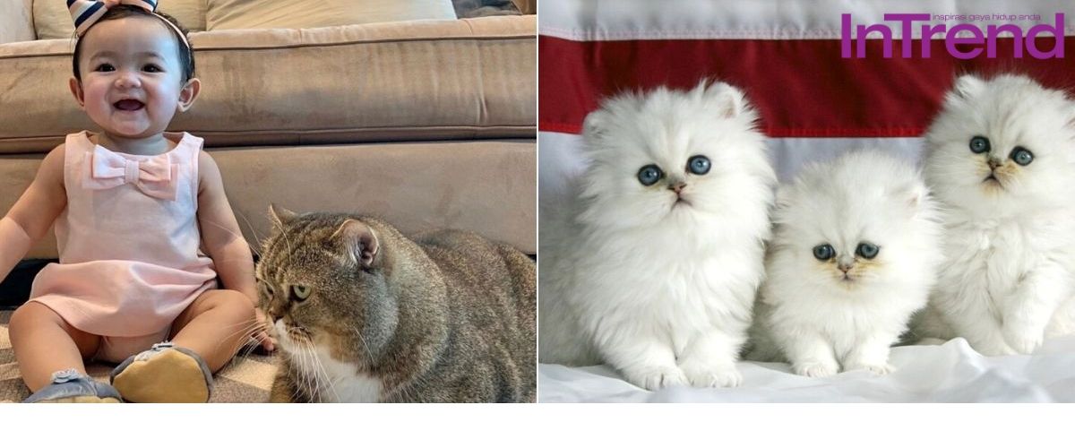 intrend-kucing-main-2.jpg