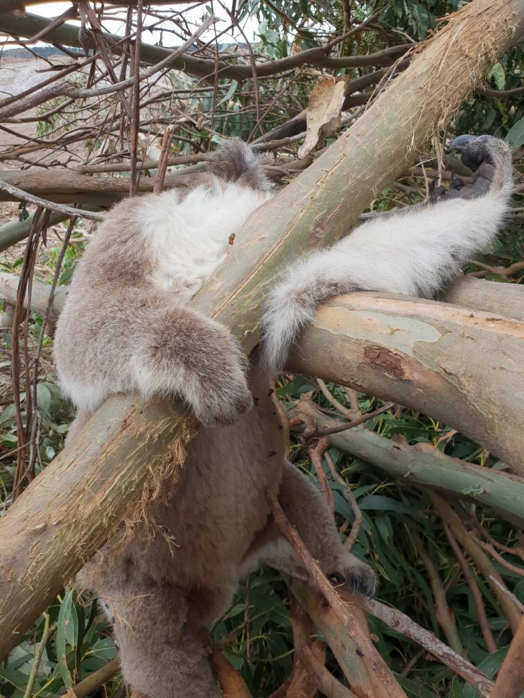 Justice for the koalas!