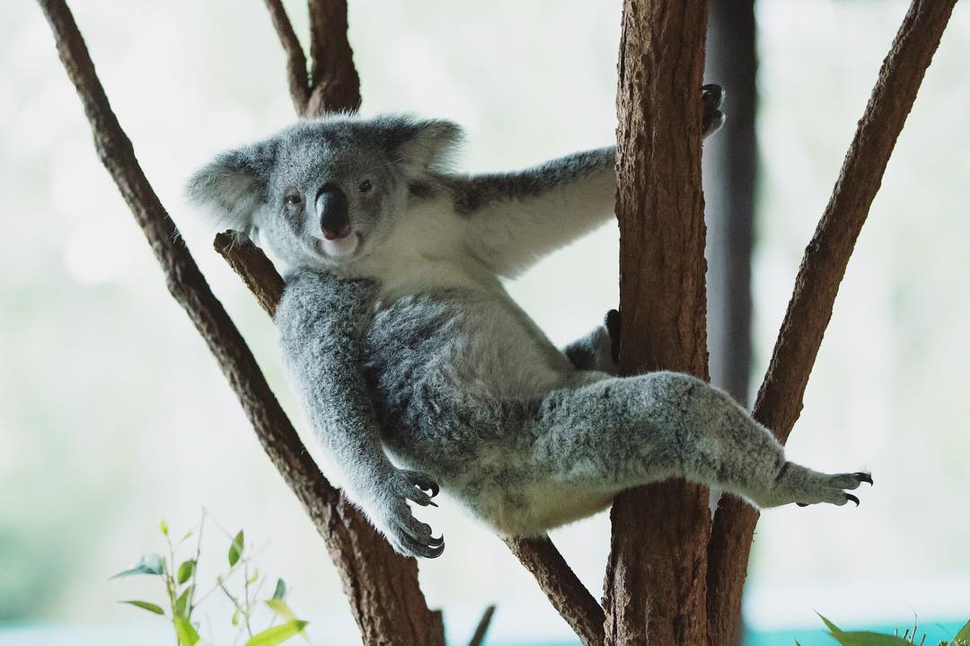 Look at that koala posing for the camera. Work it, koala!