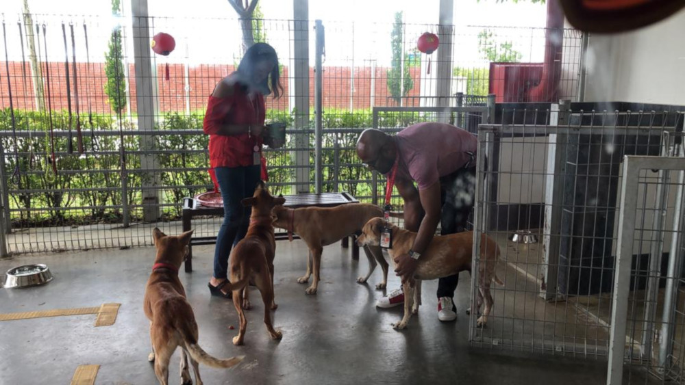 The adorable doggos preparing for their treat.