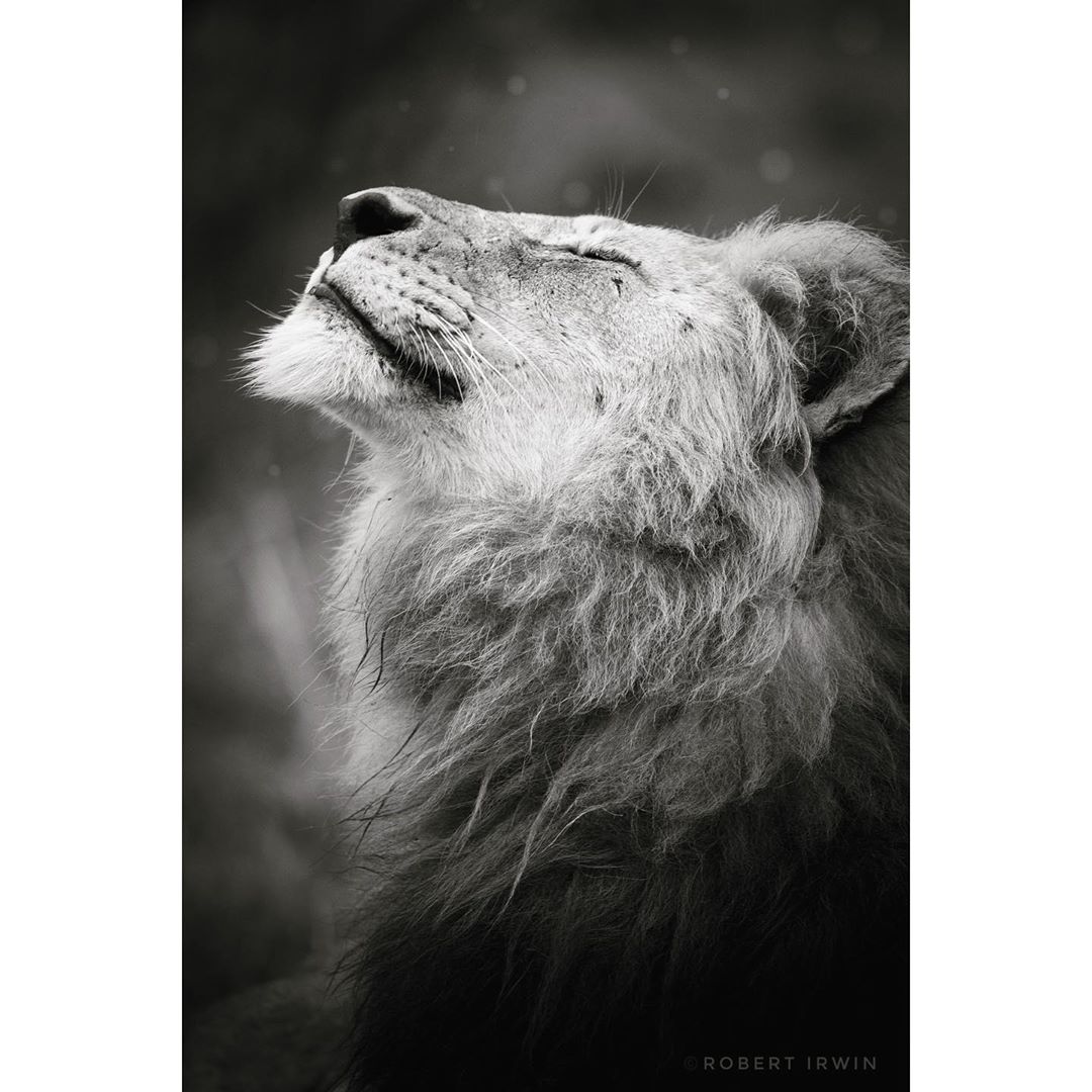 A lion enjoying some rain