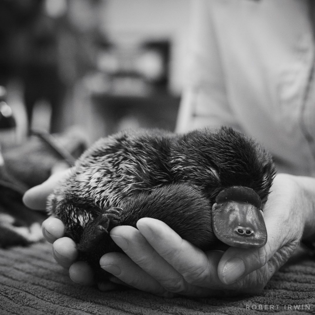Look at how comfortable the platypus looks!