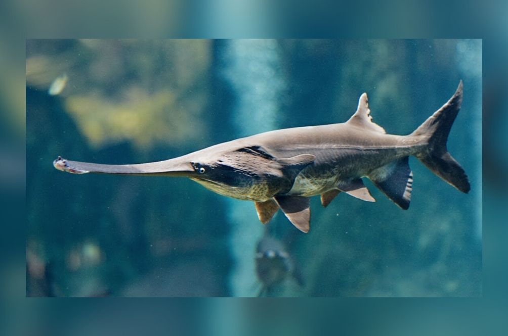 byefish.jpg